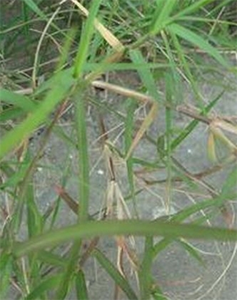 標題：狗牙根
瀏覽次數：2714
發(fā)表時(shí)間：2017-11-02