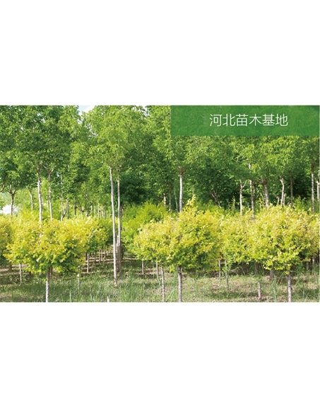 標題：苗木基地
瀏覽次數：2261
發(fā)表時(shí)間：2020-10-17