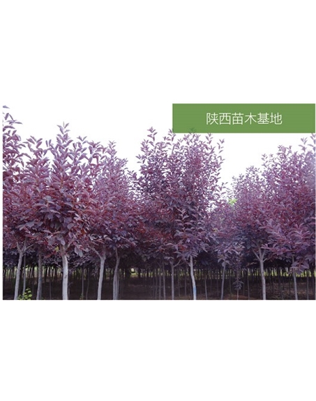 標題：苗木基地
瀏覽次數：2279
發(fā)表時(shí)間：2020-10-17