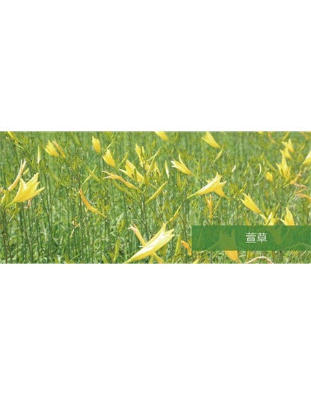 標題：地被
瀏覽次數：1716
發(fā)表時(shí)間：2020-10-17