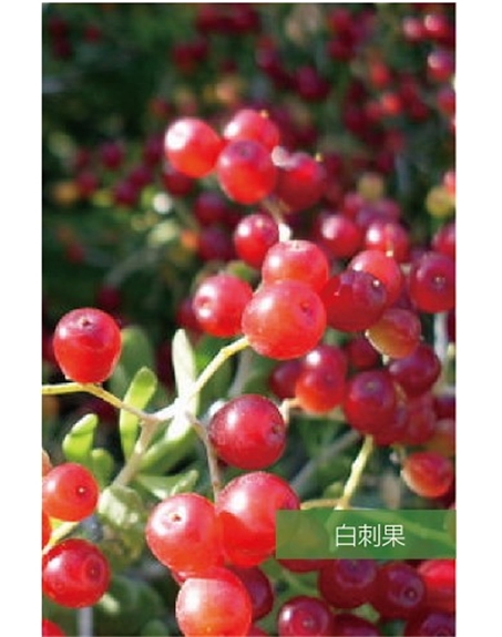 標題：名貴樹(shù)種
瀏覽次數：1600
發(fā)表時(shí)間：2020-10-17
