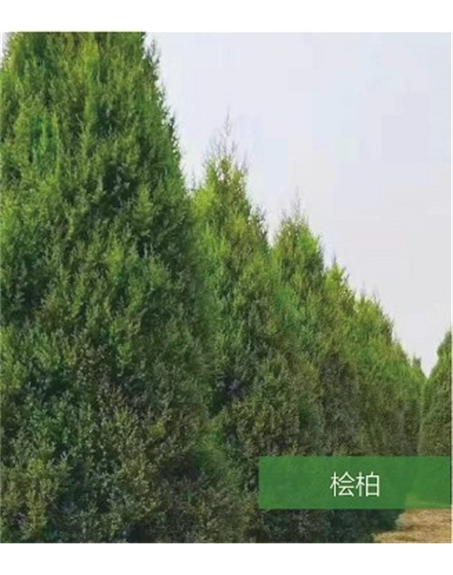 標題：名貴樹(shù)種
瀏覽次數：1568
發(fā)表時(shí)間：2020-10-17
