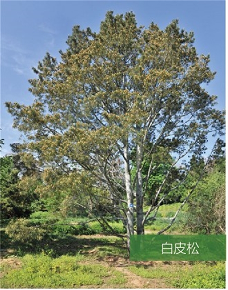 標題：名貴樹(shù)種
瀏覽次數：2191
發(fā)表時(shí)間：2020-10-17