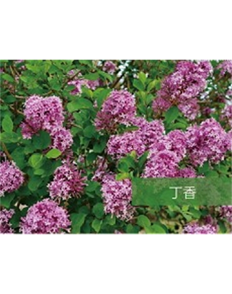 標題：?jiǎn)坦嗄?瀏覽次數：1536
發(fā)表時(shí)間：2020-10-17