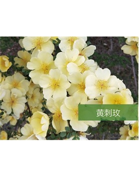 標題：?jiǎn)坦嗄?瀏覽次數：1520
發(fā)表時(shí)間：2020-10-17