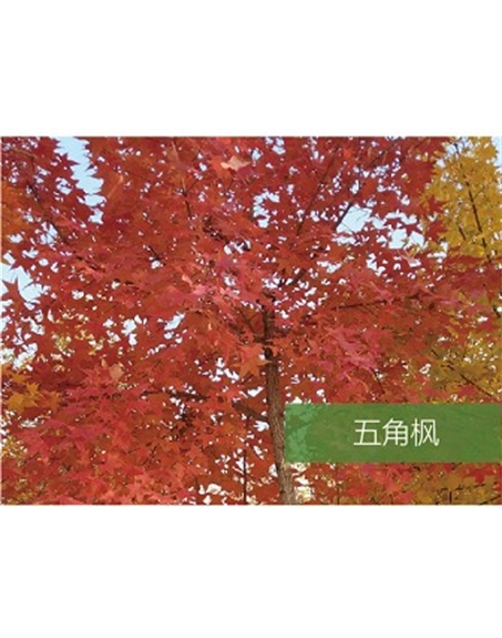 標題：?jiǎn)坦嗄?瀏覽次數：1665
發(fā)表時(shí)間：2020-10-17