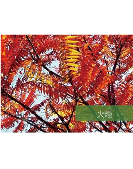 標題：?jiǎn)坦嗄?瀏覽次數：1603
發(fā)表時(shí)間：2020-10-17