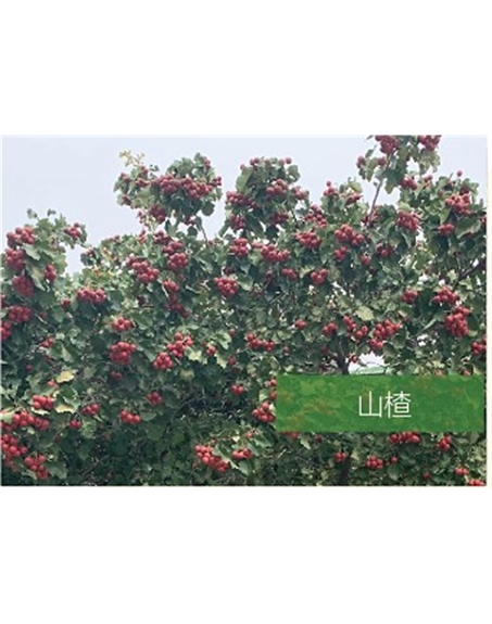 標題：?jiǎn)坦嗄?瀏覽次數：2204
發(fā)表時(shí)間：2020-10-17
