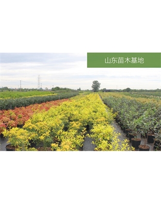 標題：苗木基地
瀏覽次數：2307
發(fā)表時(shí)間：2020-10-17