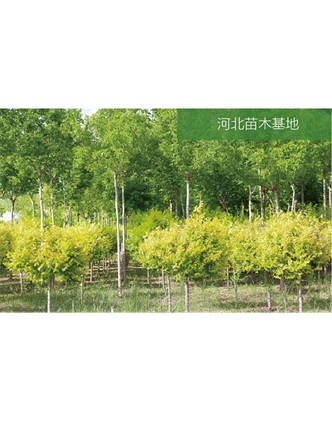 標題：苗木基地
瀏覽次數：2261
發(fā)表時(shí)間：2020-10-17