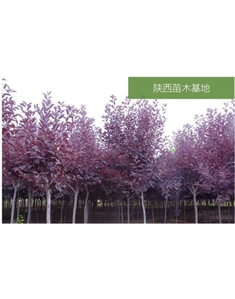 標題：苗木基地
瀏覽次數：2280
發(fā)表時(shí)間：2020-10-17