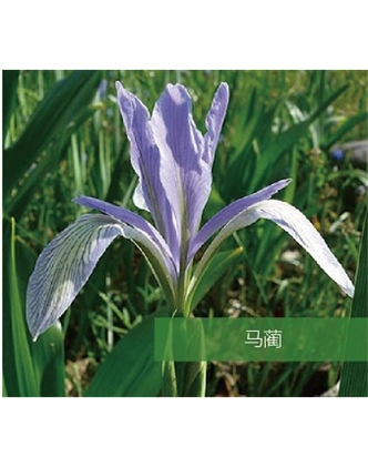 標題：地被
瀏覽次數：1633
發(fā)表時(shí)間：2020-10-17