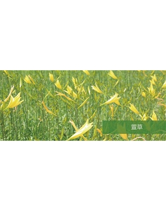 標題：地被
瀏覽次數：1714
發(fā)表時(shí)間：2020-10-17