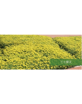 標題：地被
瀏覽次數：2095
發(fā)表時(shí)間：2020-10-17