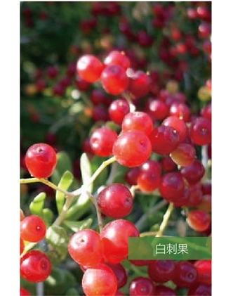 標題：名貴樹(shù)種
瀏覽次數：1598
發(fā)表時(shí)間：2020-10-17
