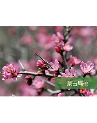 標題：名貴樹(shù)種
瀏覽次數：1554
發(fā)表時(shí)間：2020-10-17