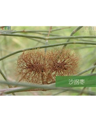 標題：名貴樹(shù)種
瀏覽次數：1597
發(fā)表時(shí)間：2020-10-17