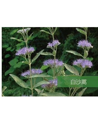 標題：名貴樹(shù)種
瀏覽次數：1568
發(fā)表時(shí)間：2020-10-17
