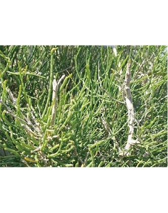 標題：名貴樹(shù)種
瀏覽次數：1728
發(fā)表時(shí)間：2020-10-17