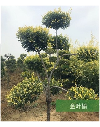 標題：名貴樹(shù)種
瀏覽次數：1597
發(fā)表時(shí)間：2020-10-17