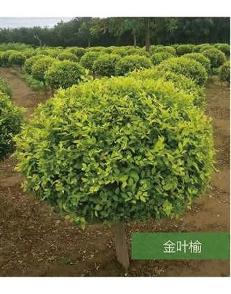 標題：名貴樹(shù)種
瀏覽次數：1612
發(fā)表時(shí)間：2020-10-17
