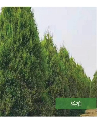 標題：名貴樹(shù)種
瀏覽次數：1567
發(fā)表時(shí)間：2020-10-17