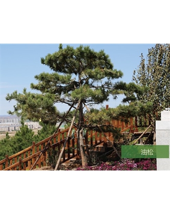 標題：名貴樹(shù)種
瀏覽次數：1565
發(fā)表時(shí)間：2020-10-17
