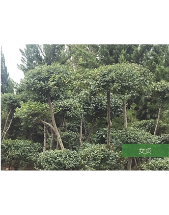 標題：名貴樹(shù)種
瀏覽次數：1571
發(fā)表時(shí)間：2020-10-17