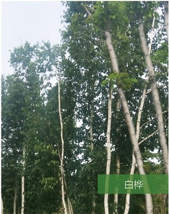 標題：名貴樹(shù)種
瀏覽次數：1676
發(fā)表時(shí)間：2020-10-17