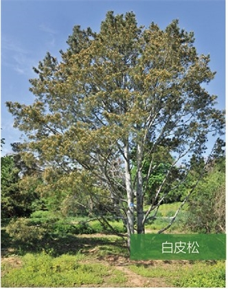 標題：名貴樹(shù)種
瀏覽次數：2192
發(fā)表時(shí)間：2020-10-17