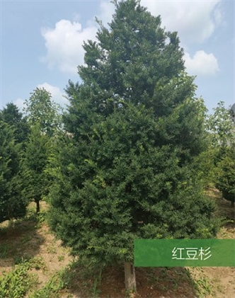 標題：名貴樹(shù)種
瀏覽次數：2025
發(fā)表時(shí)間：2020-10-17