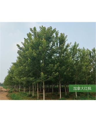 標題：名貴樹(shù)種
瀏覽次數：1938
發(fā)表時(shí)間：2020-10-17
