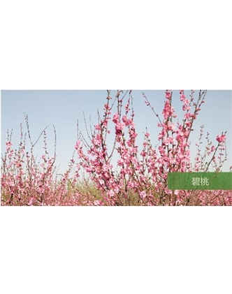 標題：?jiǎn)坦嗄?瀏覽次數：1556
發(fā)表時(shí)間：2020-10-17