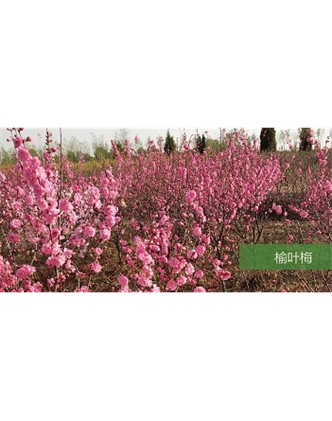標題：?jiǎn)坦嗄?瀏覽次數：1612
發(fā)表時(shí)間：2020-10-17