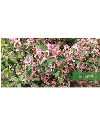 標題：?jiǎn)坦嗄?瀏覽次數：1543
發(fā)表時(shí)間：2020-10-17