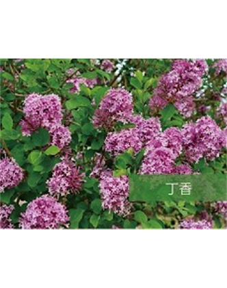 標題：?jiǎn)坦嗄?瀏覽次數：1535
發(fā)表時(shí)間：2020-10-17