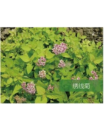 標題：?jiǎn)坦嗄?瀏覽次數：1702
發(fā)表時(shí)間：2020-10-17