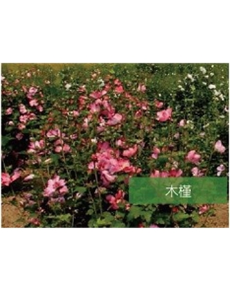 標題：?jiǎn)坦嗄?瀏覽次數：1697
發(fā)表時(shí)間：2020-10-17