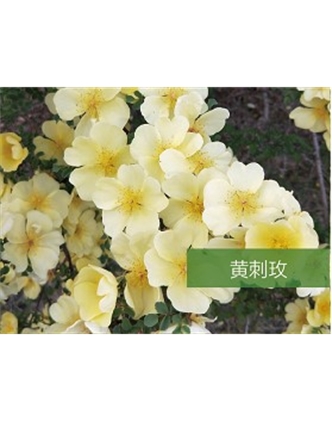 標題：?jiǎn)坦嗄?瀏覽次數：1519
發(fā)表時(shí)間：2020-10-17