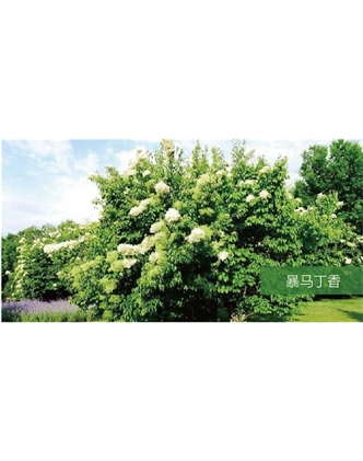 標題：?jiǎn)坦嗄?瀏覽次數：1770
發(fā)表時(shí)間：2020-10-17