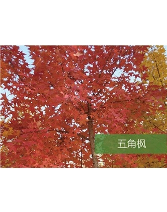 標題：?jiǎn)坦嗄?瀏覽次數：1664
發(fā)表時(shí)間：2020-10-17