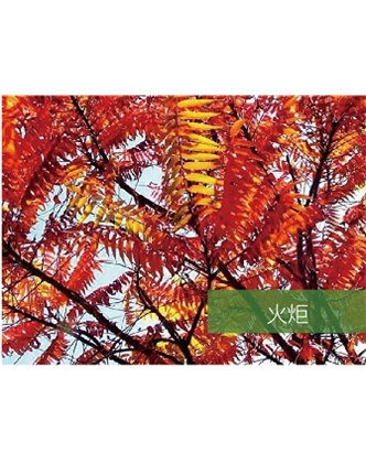標題：?jiǎn)坦嗄?瀏覽次數：1602
發(fā)表時(shí)間：2020-10-17