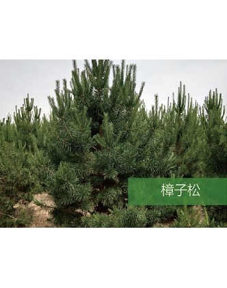 標題：?jiǎn)坦嗄?瀏覽次數：1703
發(fā)表時(shí)間：2020-10-17