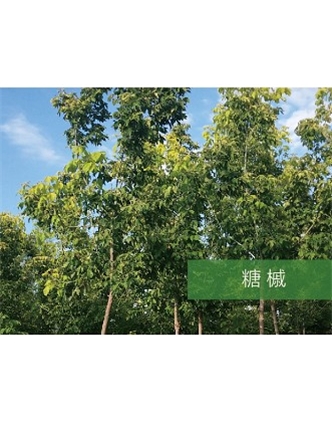 標題：?jiǎn)坦嗄?瀏覽次數：2327
發(fā)表時(shí)間：2020-10-17