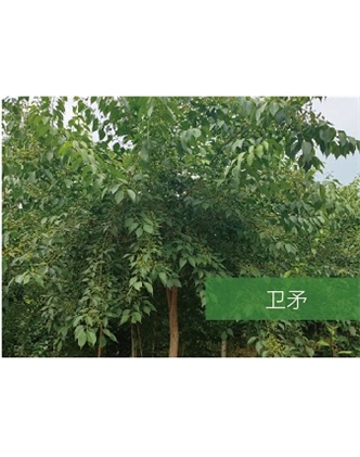 標題：?jiǎn)坦嗄?瀏覽次數：2218
發(fā)表時(shí)間：2020-10-17