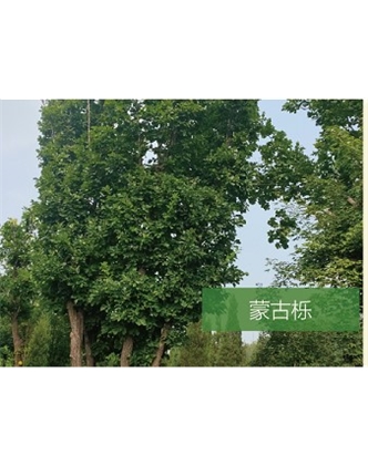 標題：?jiǎn)坦嗄?瀏覽次數：2312
發(fā)表時(shí)間：2020-10-17