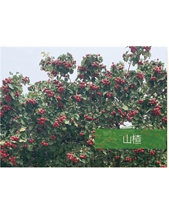 標題：?jiǎn)坦嗄?瀏覽次數：2204
發(fā)表時(shí)間：2020-10-17