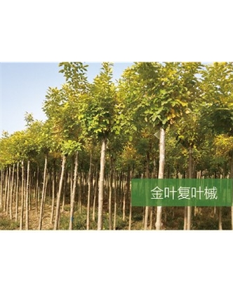 標題：?jiǎn)坦嗄?瀏覽次數：2150
發(fā)表時(shí)間：2020-10-17